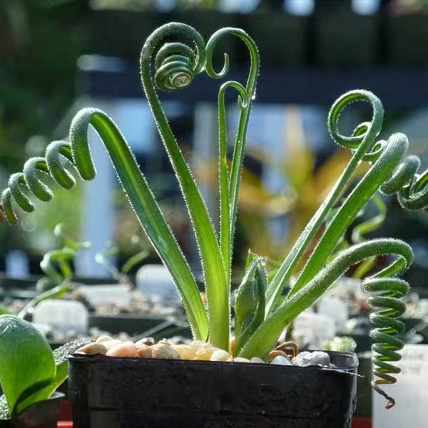 植物弹簧草多办公办公室室内细叶迷你耐阴肉肉绿植