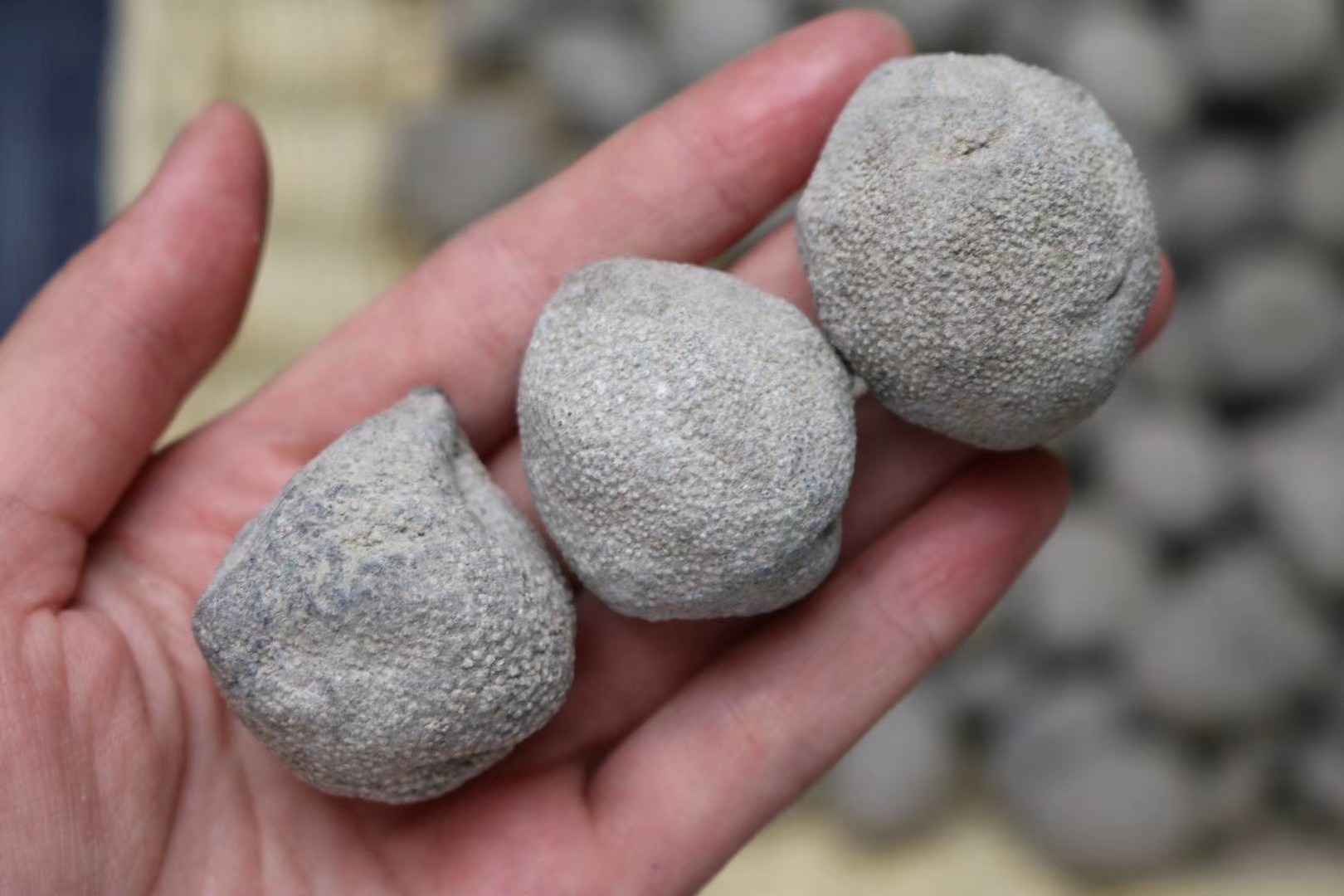 正品深海野生海参越南球参50头干品