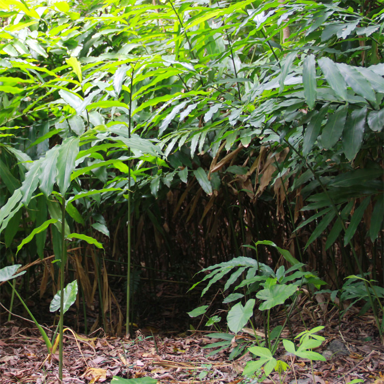 春砂仁苗一棵种苗阳春市春湾镇出产山地种植特色砂仁