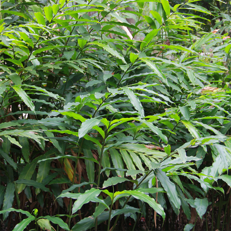春砂仁苗一棵种苗阳春市春湾镇出产山地种植特色砂仁