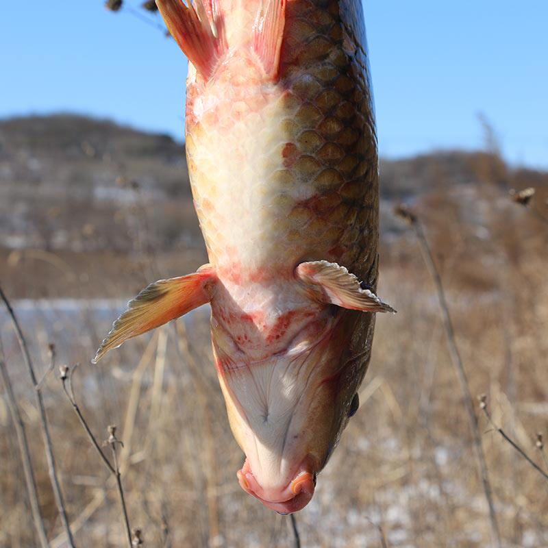 鲤鱼密云水库捕捞新鲜活鲜活野生鱼约25斤淡水鱼类
