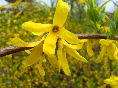 连翘黄花杆黄寿丹带泥鲜活花盆盆栽推荐庭院大型绿植