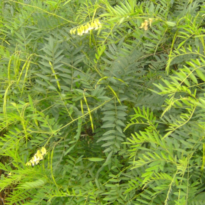 骨地苦参野槐好汉枝苦槐山苦骨药材种植盆栽绿植