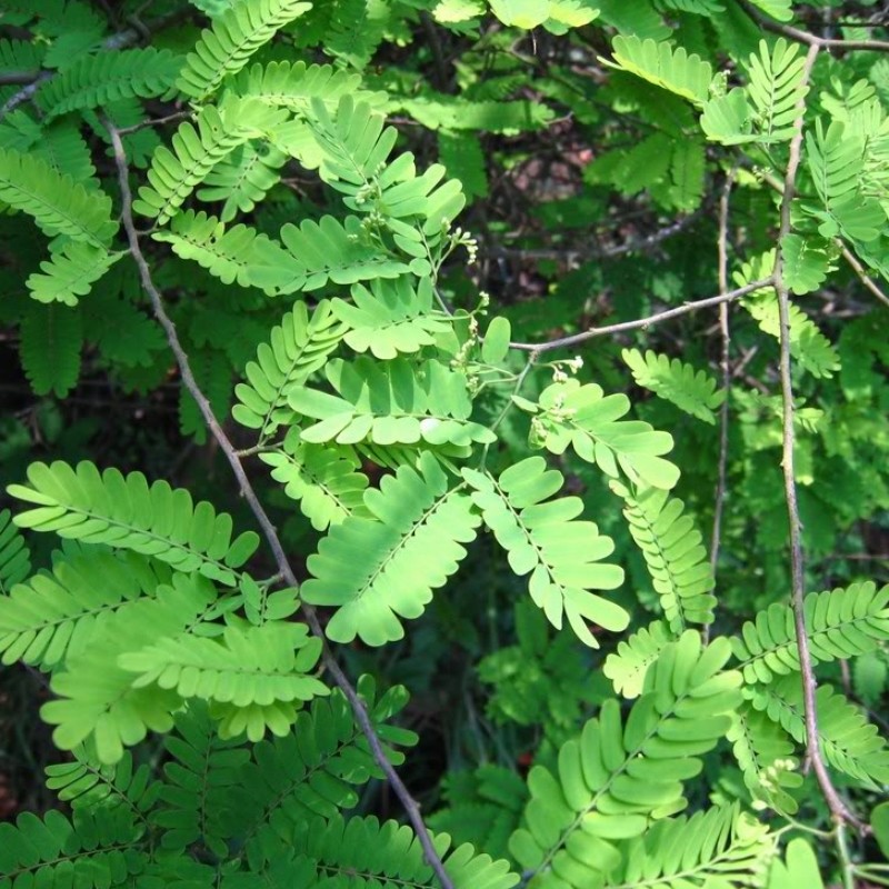 藤黄黄檀红香藤藤鸡腿降香小叶降真大型盆栽绿植