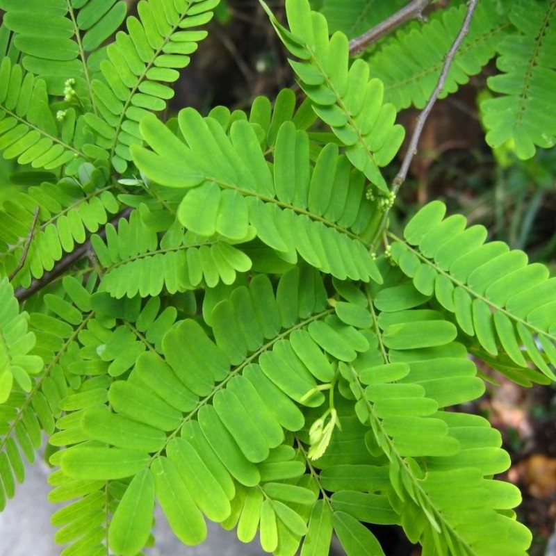藤黄黄檀红香藤藤鸡腿降香小叶降真大型盆栽绿植