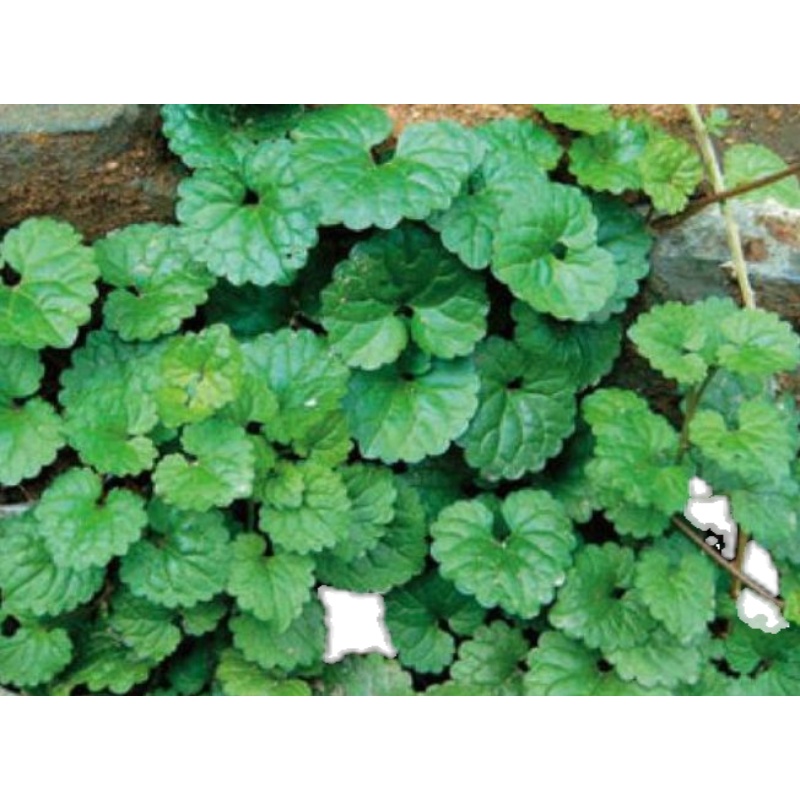 透骨活血蹄草风过墙风甾骨结石草胡薄荷穿墙绿植