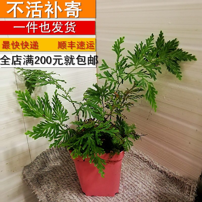 卷柏江南石柏岩柏草黄胆室内花卉植物物中草药绿植