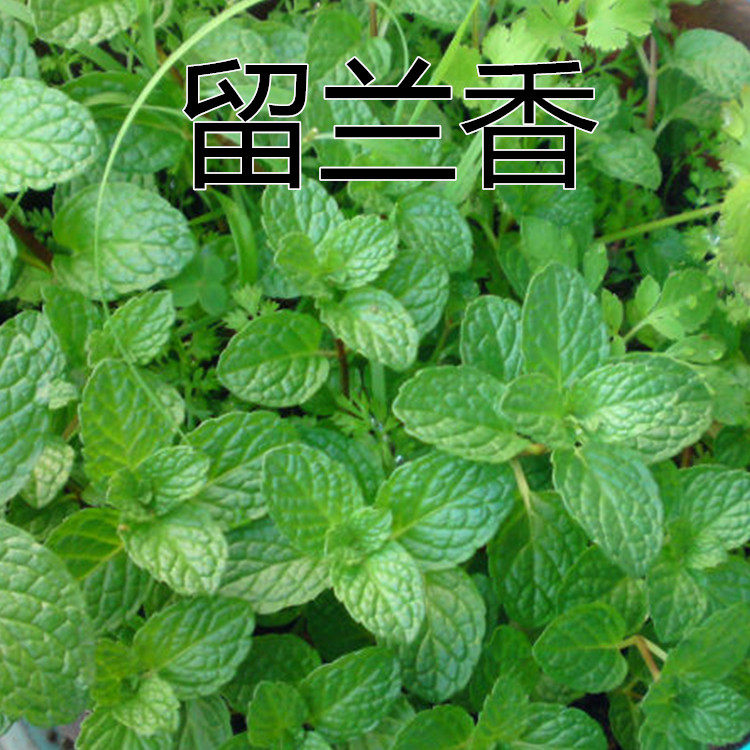 水培薄荷留兰香苗观叶绿植苗植物苗多款柠檬桌面绿植