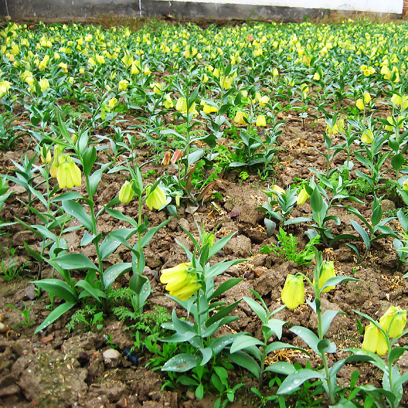 贝母川贝勤母苦菜苦花草药庭院楼顶植物中草药绿植