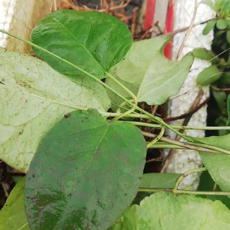 三十六药种草药根中百条细辛辛藤叶土细蝴蝶双飞绿植
