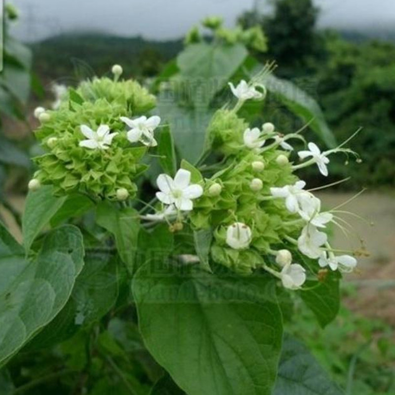 大青药苗净化空气风丝四季盆栽绿化中草药材种植绿植