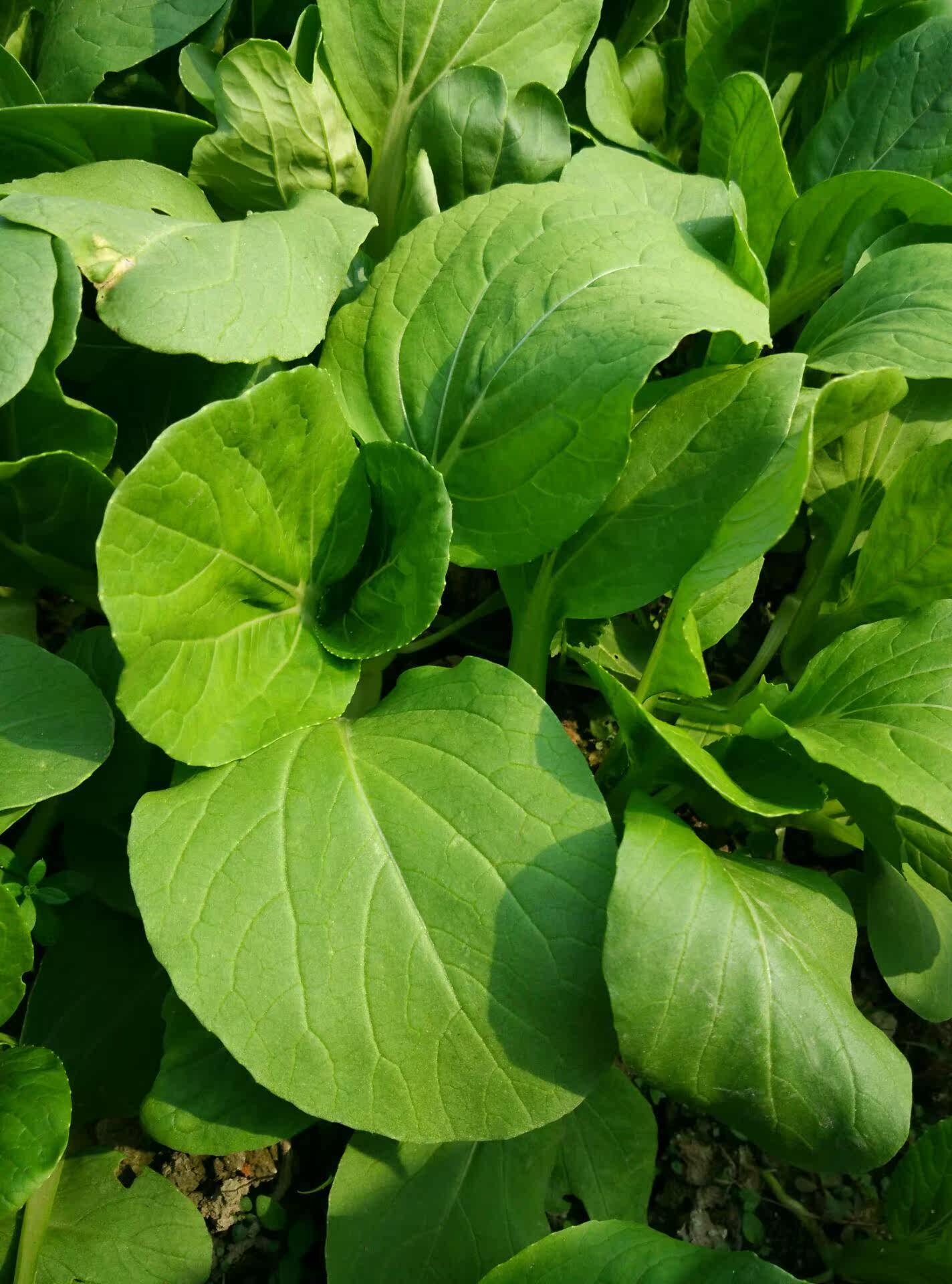 迷你蔬果园/ 矮脚青菜蔬菜种子 阳台绿植盆栽 /抗热小青菜籽