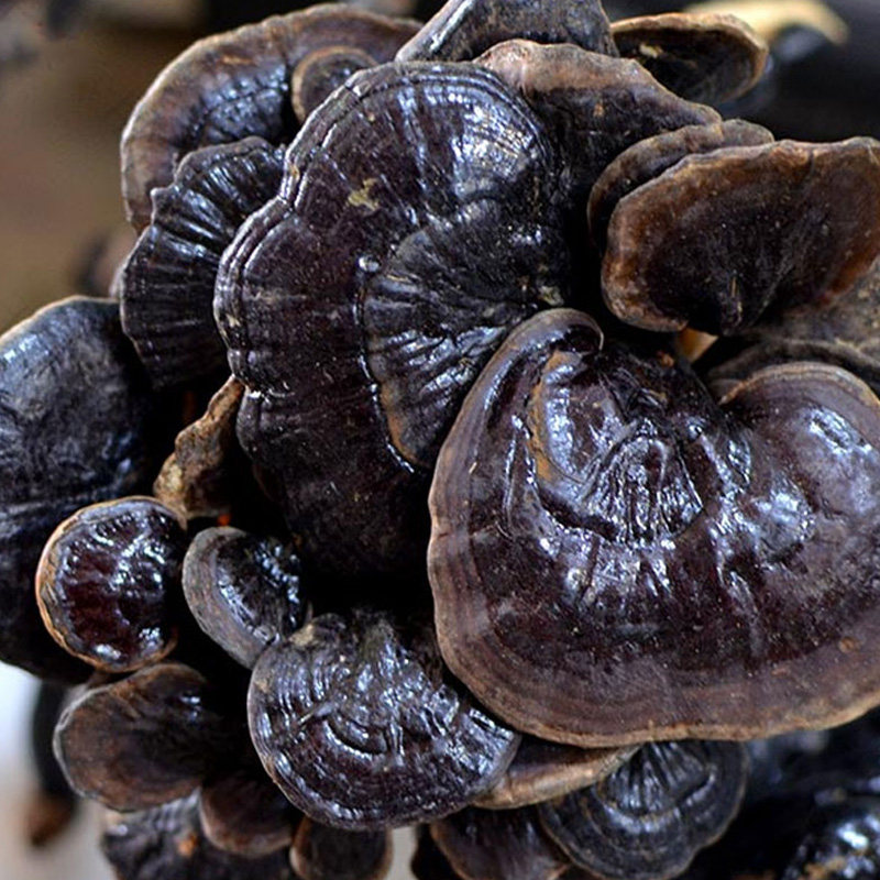 正宗纯野生灵芝天然深山紫芝整枝紫灵芝林芝甘香不苦可切片250克