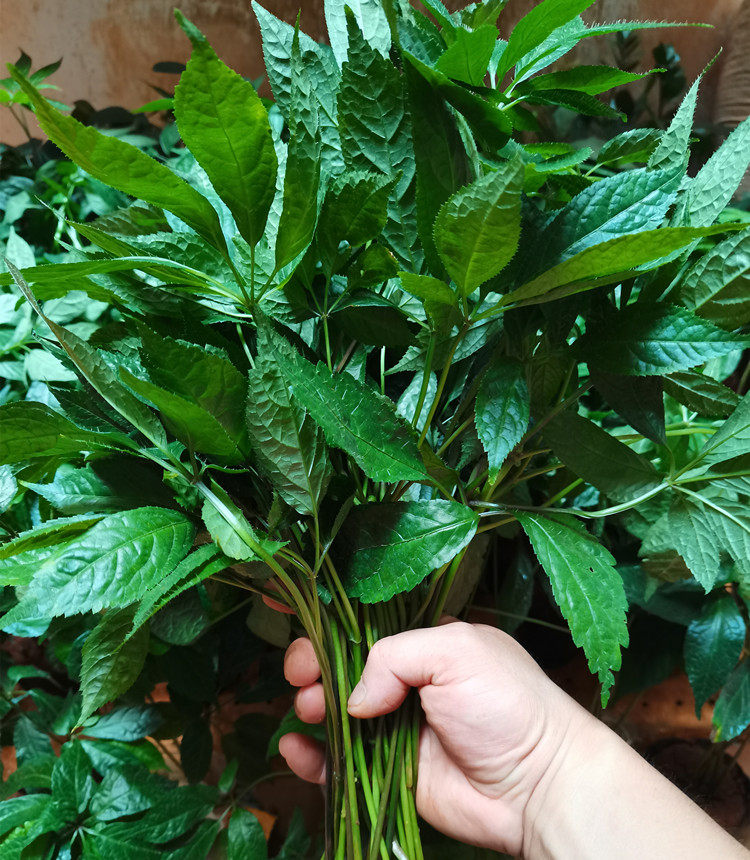 叶子三七云南文山名贵药材新鲜田七250克三七