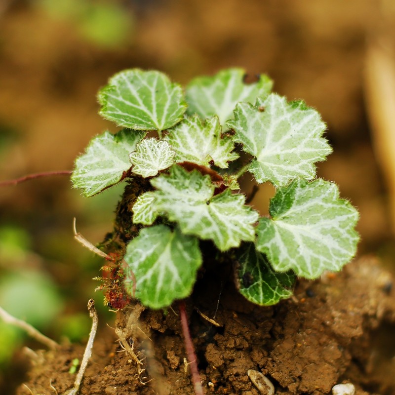 虎耳盆栽植物观赏庭院盆景假山绿植中草药新鲜绿植