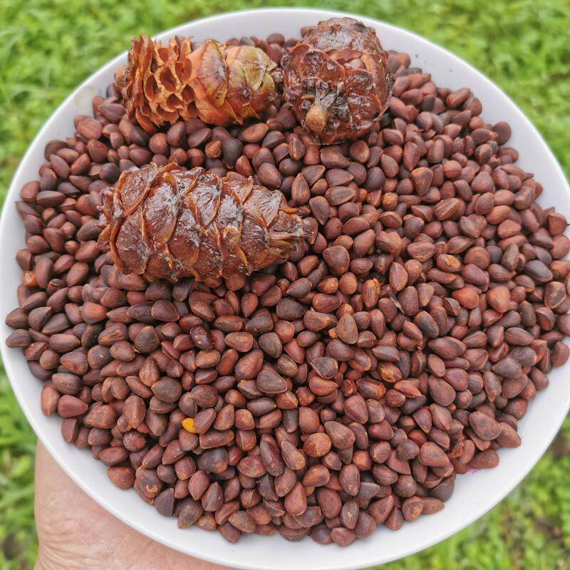 大兴安岭野生马尾马尾松松子盐水水煮小松树坚果真空松子