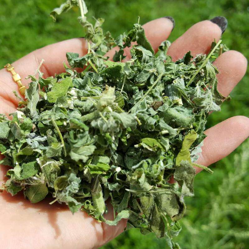 散装晾晒东北大兴安岭无污染野生黄芪叶子茎茶一斤黄芪