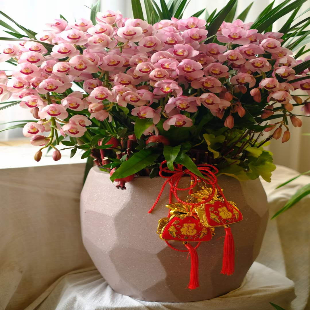 杭州春节年宵花卉兰大蕙兰盆栽室内客厅带花时令草本花卉