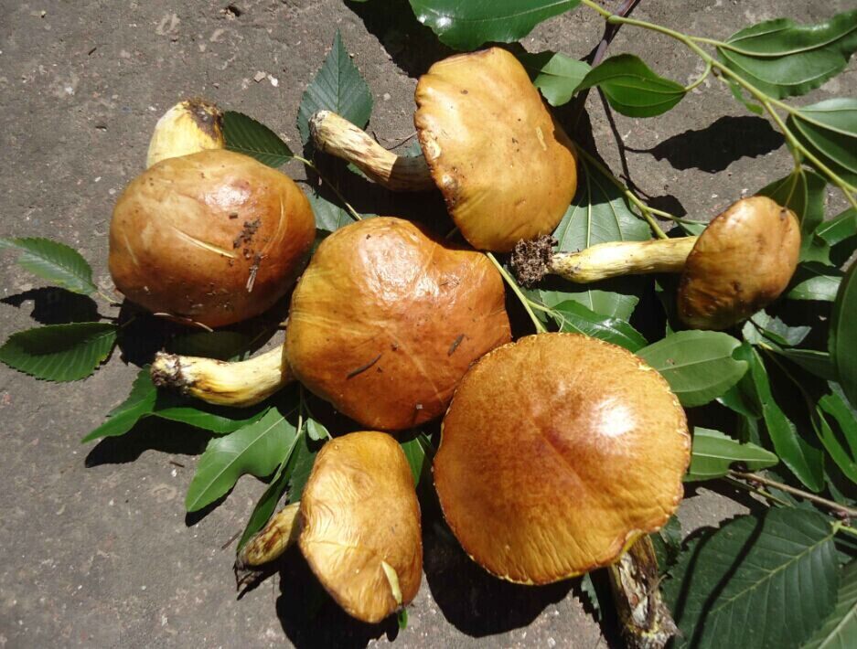 东北特产松蘑蘑菇野生松菇松蛾团子烘干干货香菇类