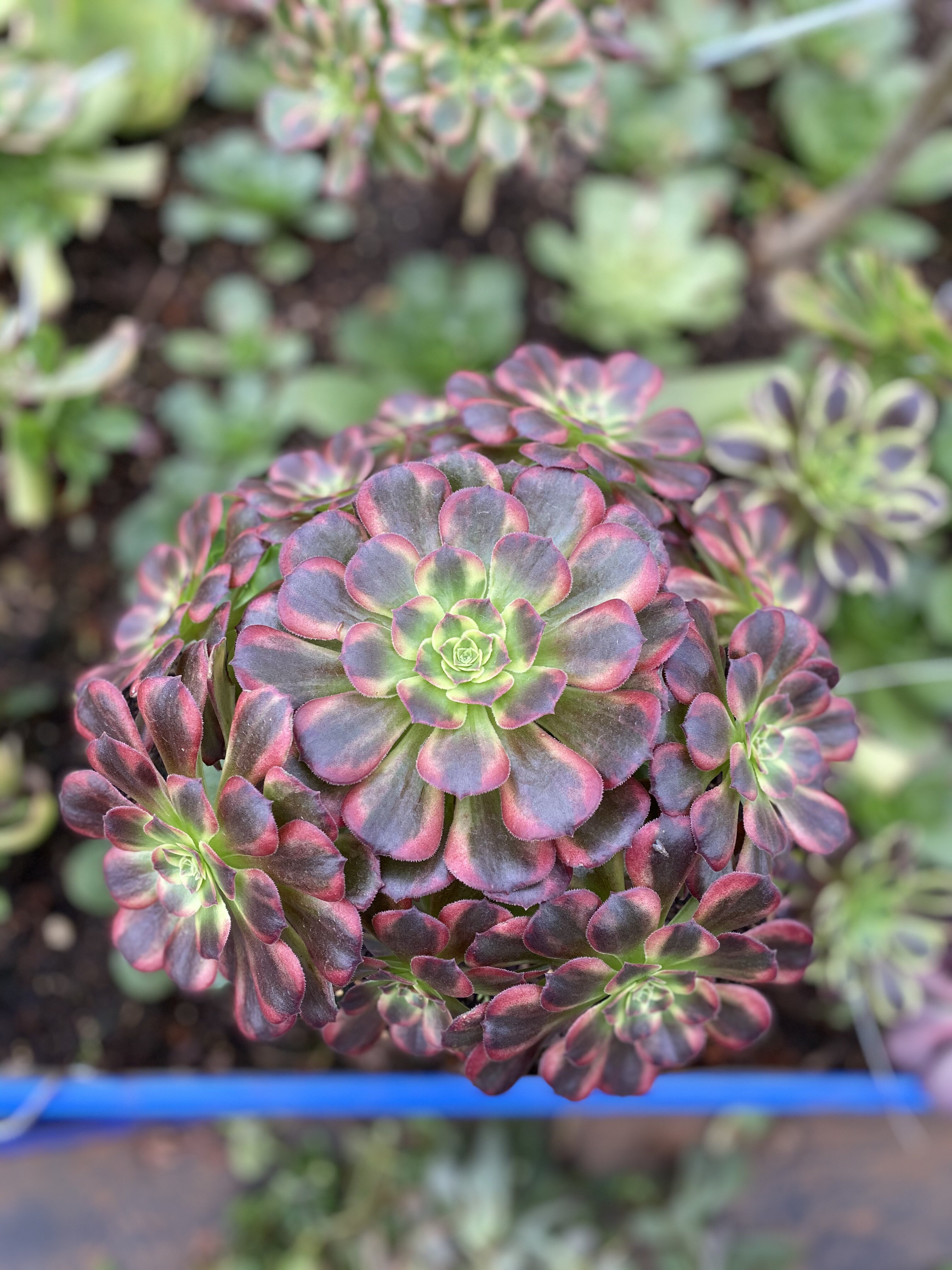 依恋多肉园高端法师精品女巫青花瓷万白锦欧佳佳丽多肉植物