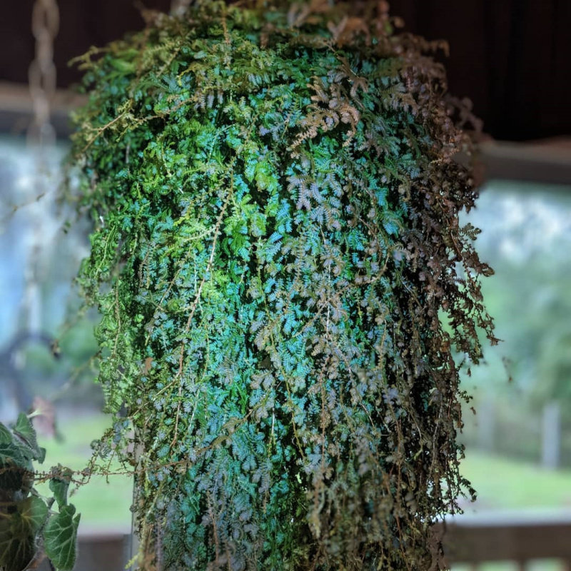 变色龙翠云垂吊室内盆栽绿植园艺花卉花卉