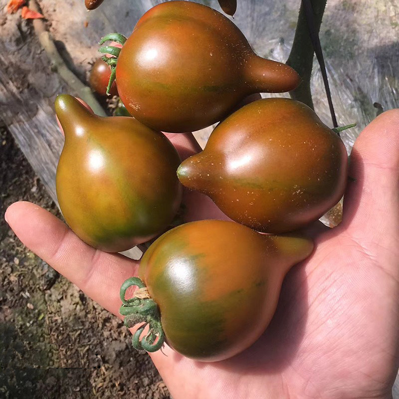 高产紫桃一号番茄种子特色黑带尖小西红柿抗病家庭园艺种子