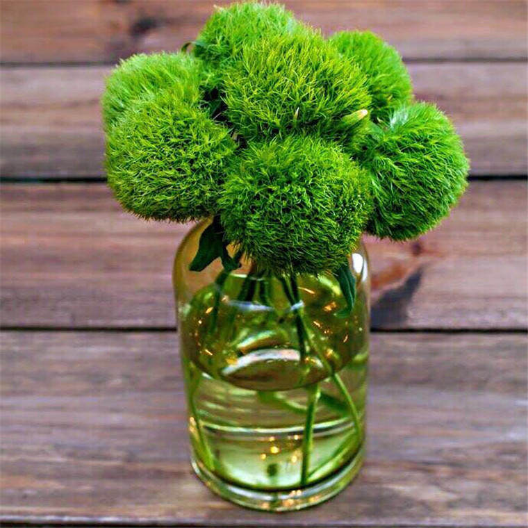 鲜花石竹花期配草配花绿色航空包邮绿毛云南鲜花速递同城