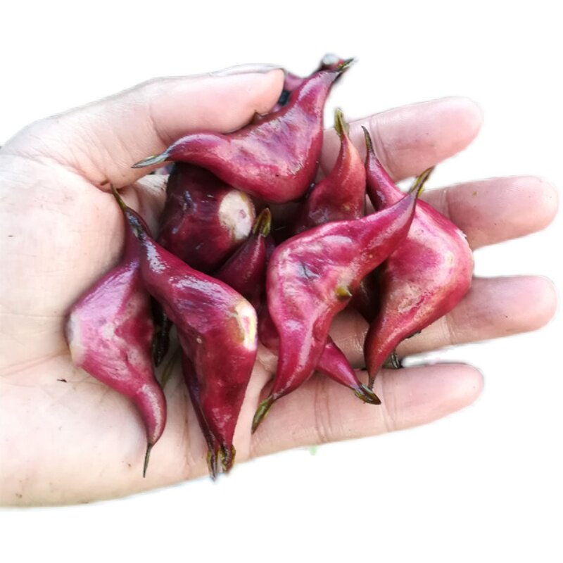 两角菱角种子老凌角种苗带壳红皮棱角菱角