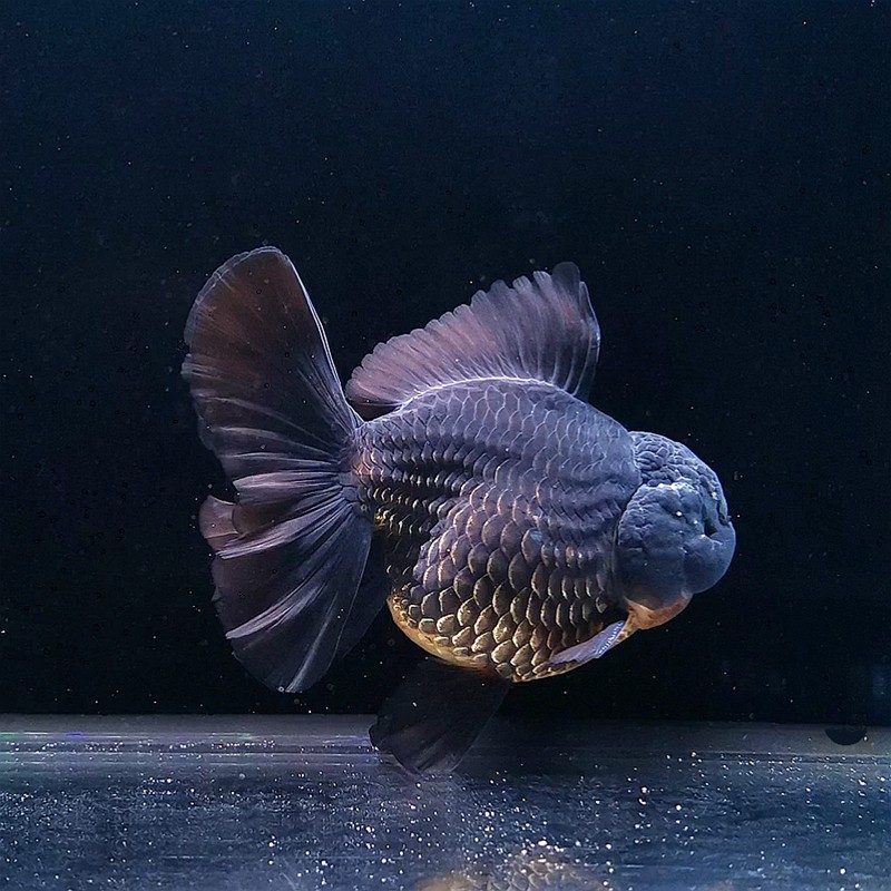 精品邮包包邮包鱼苗f1招财百褶养活观赏鱼冷水鱼