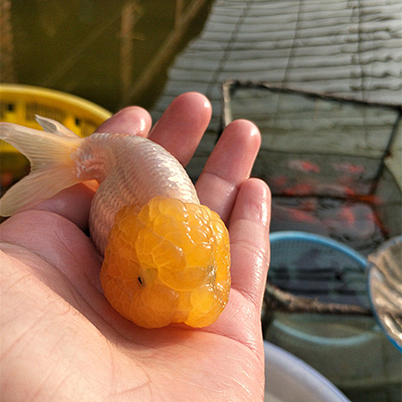 虎头菠萝徐州金鱼活体鱼苗精品白猫狮寿观赏鱼鱼