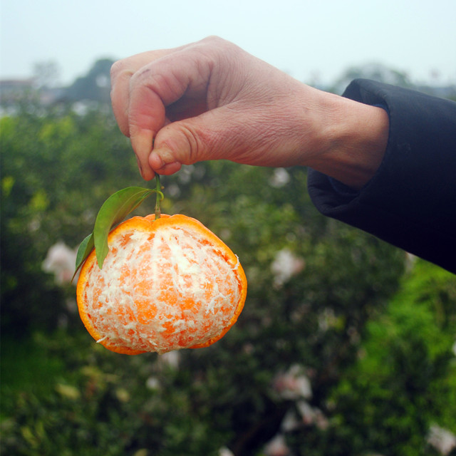 茂谷柑橘子柑橘新鲜现摘茂谷柑新鲜水果柑橘水果10净重9斤包邮