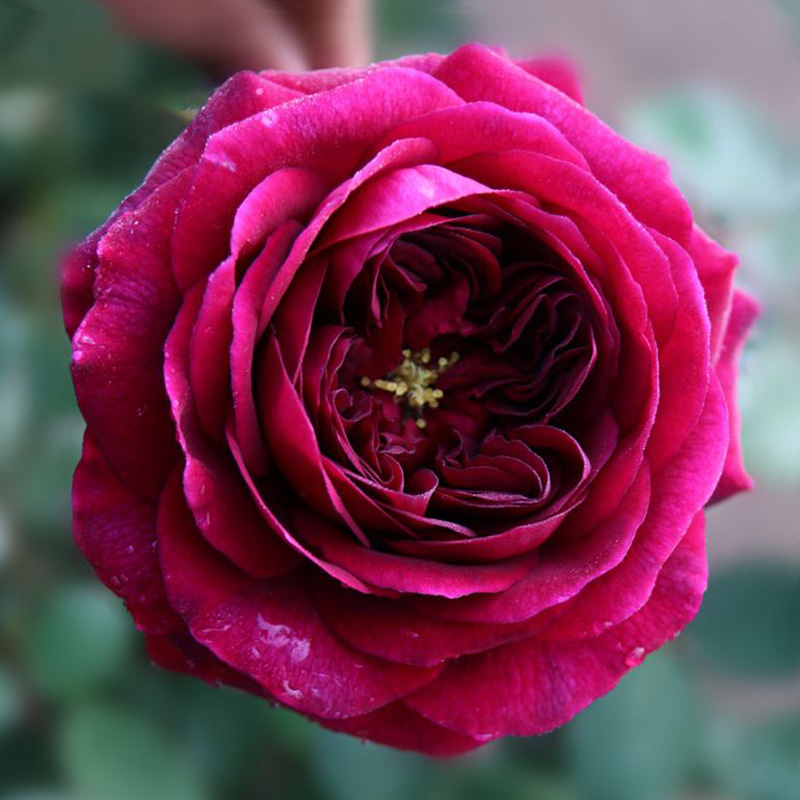 小小米薇月季 皇宫 日本月季强香暗紫色 庭院绿植1加仑盆栽