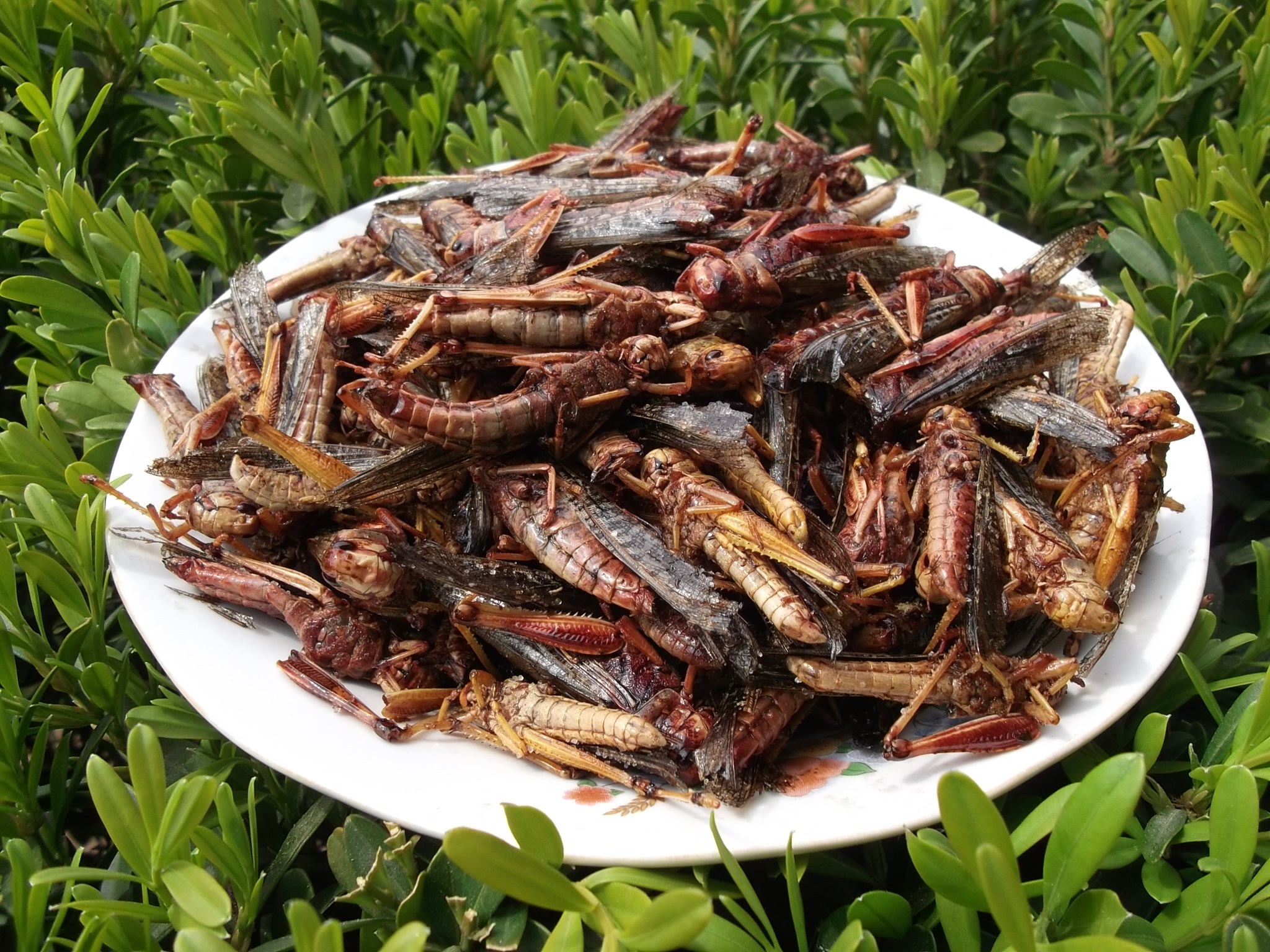 沂蒙野生油炸大蚂蚱蝗虫东亚飞蝗美味土蚂蚱蛹2件包邮好吃美味菜