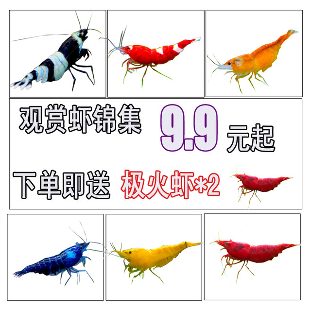 Ornamental shrimp package dining lotion, deraister, shrimp, fire, yellow rice, pet shrimp, freshwater shrimp, cherry blossom, shrimp Ornamental shrimp package dining lotion, deraister, shrimp, fire, yellow rice, pet shrimp, freshwater shrimp, cherry blossom, shrimp