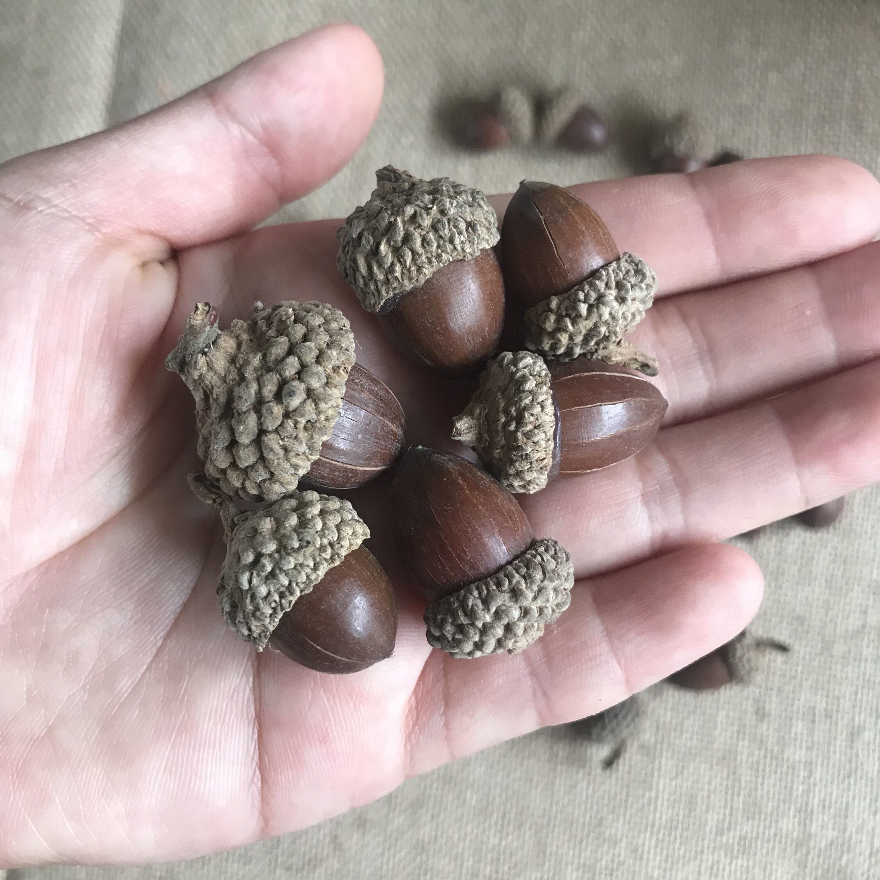 装饰包邮橡果壳果实干花摆件幼儿园环创用品松果干花