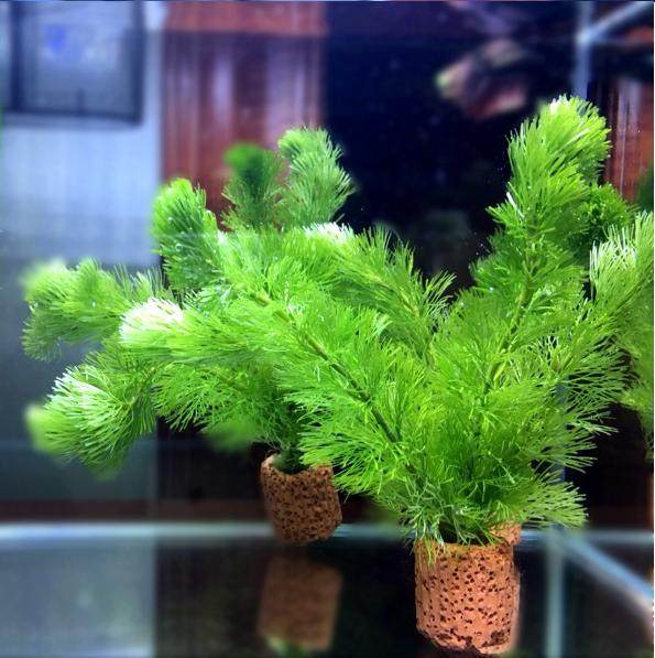 水草原创个性个性鱼鱼缸水族箱造景装饰活体懒人水草