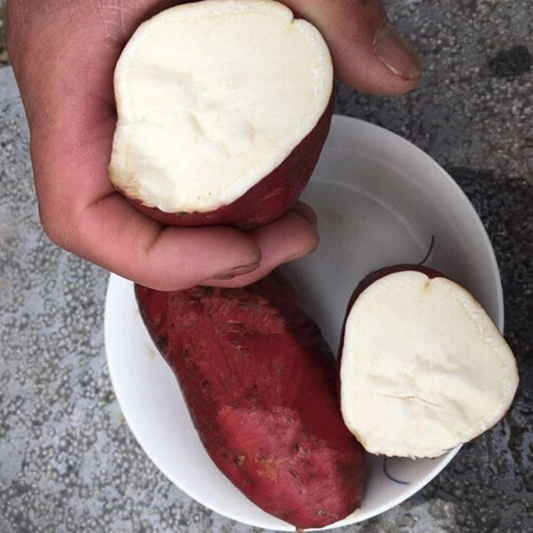 白心红薯蜂蜜蜜罐番薯山西农家自种新鲜现挖番薯