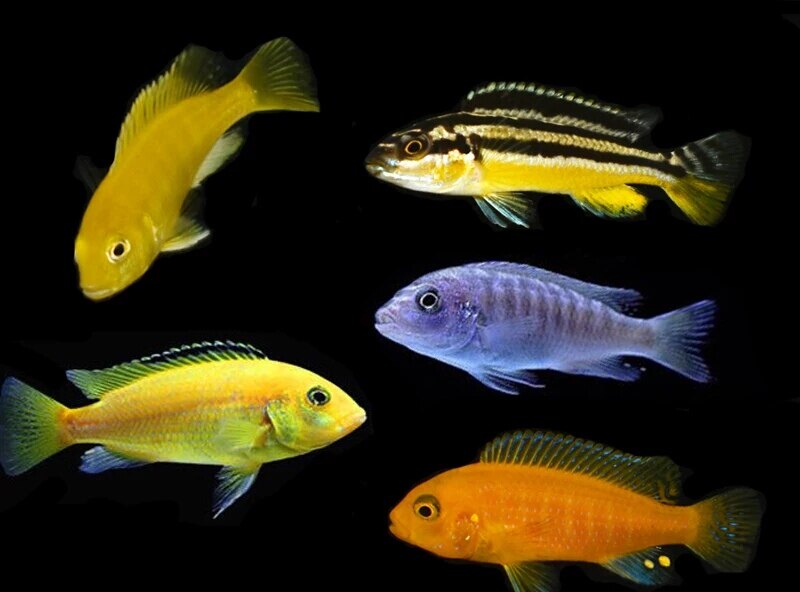 慈鲷七夕水族杂鲷三湖马拉维湖热带鱼观赏观赏鱼鱼草鱼