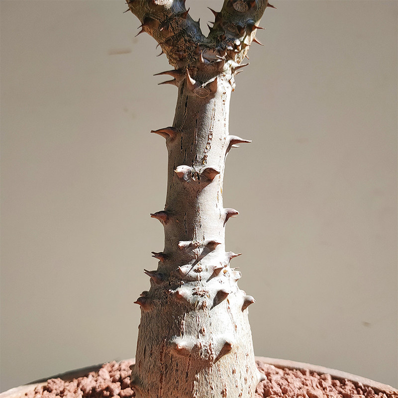 实生温莎瓶干巴氏棒槌树属夹竹桃块根绿植盆栽多肉植物