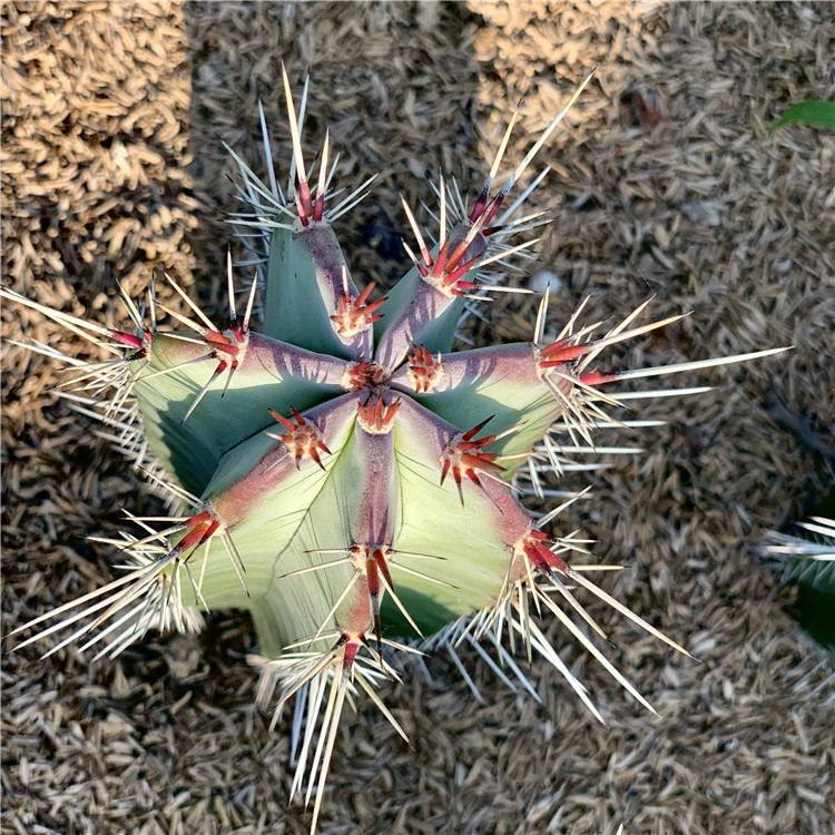 植物仙人柱朝雾阁柱子高度20公分沙生室内盆栽多肉植物