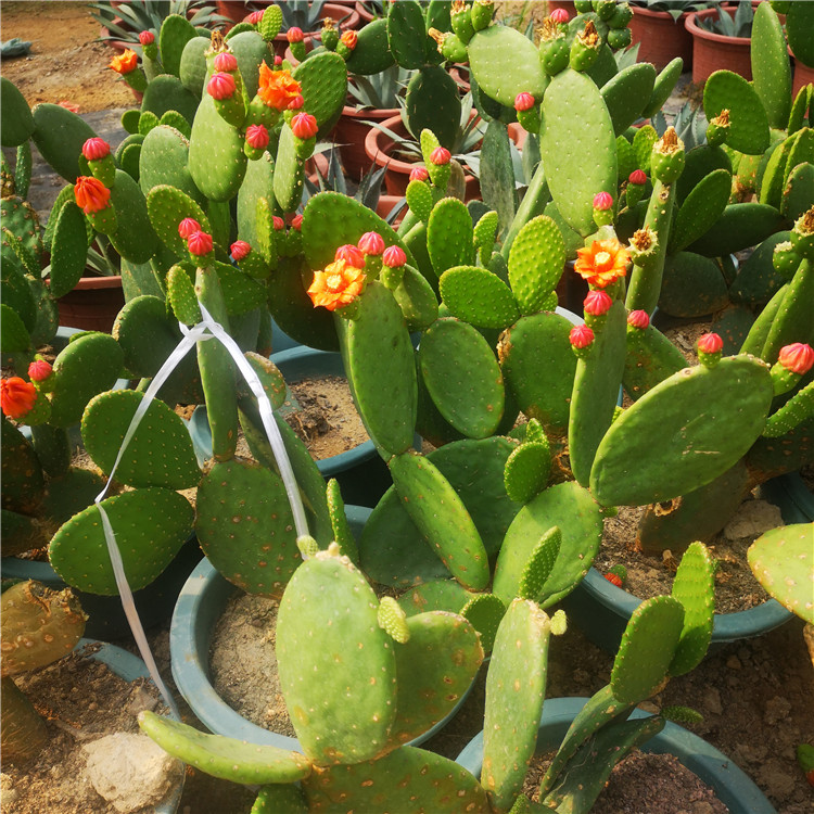 盆栽仙人掌智利团扇红花花卉一点红植物大盆可挑多肉植物