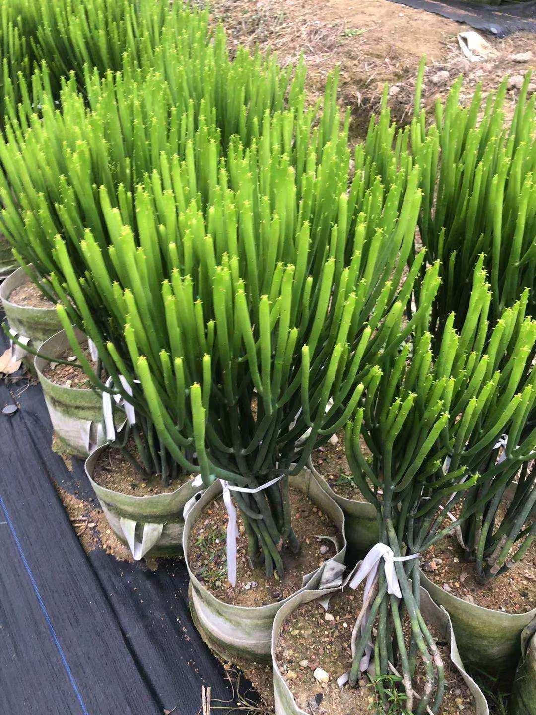 珊瑚多肉植物盆栽景观大戟科室内外庭院种植彭珊瑚多肉植物