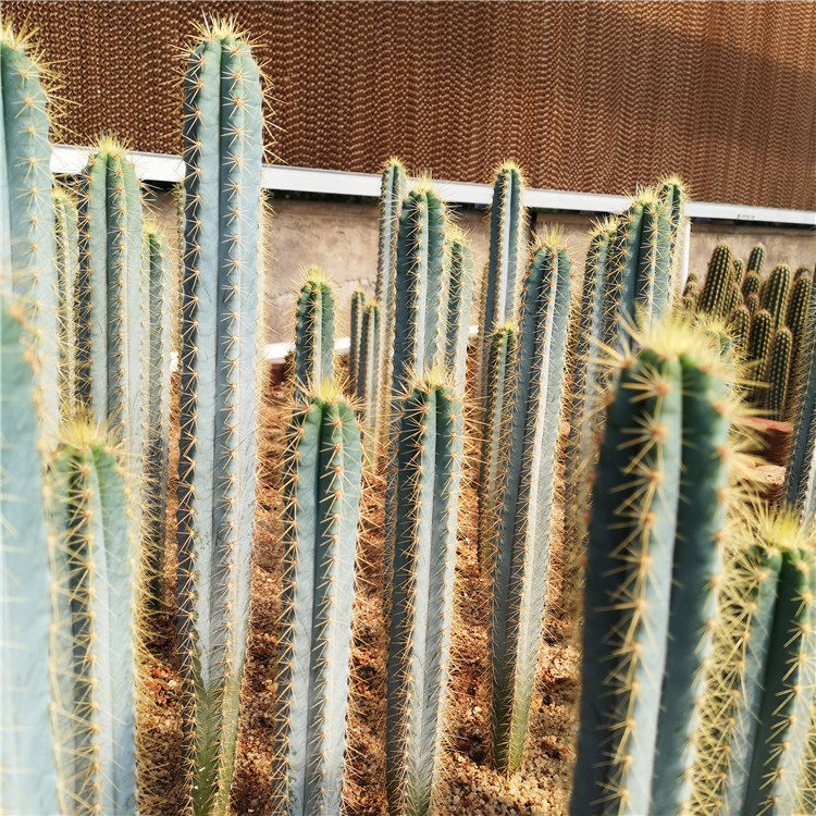 实生金青阁蓝衣柱仙人柱 蓝柱 沙生植物10-40cm 仙人掌 蓝色柱子