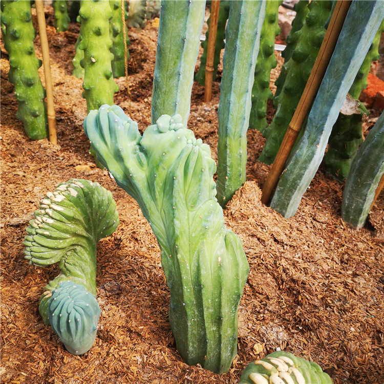 植物龙神木神木缀化多肉蓝色仙人美观盆栽花卉多肉植物