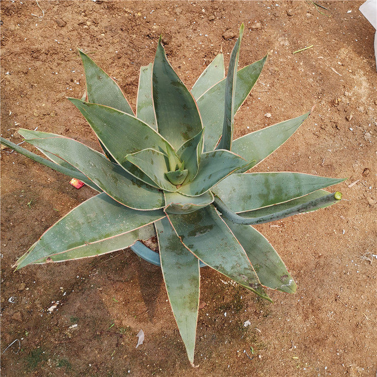 芦荟实生元芳无刺品种盆栽花卉植物银芳大型多肉植物