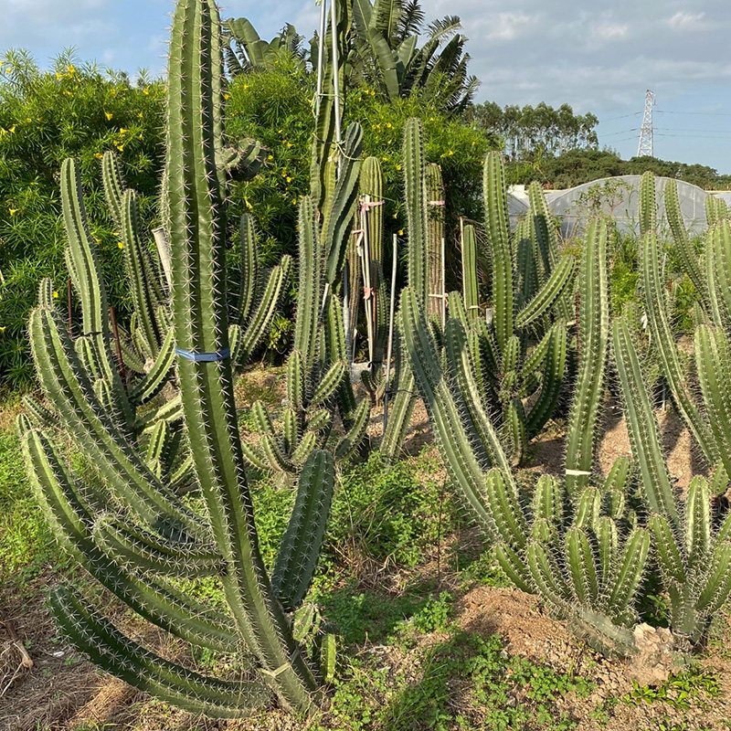 植物仙人柱朝雾阁柱子高度20公分沙生室内盆栽多肉植物