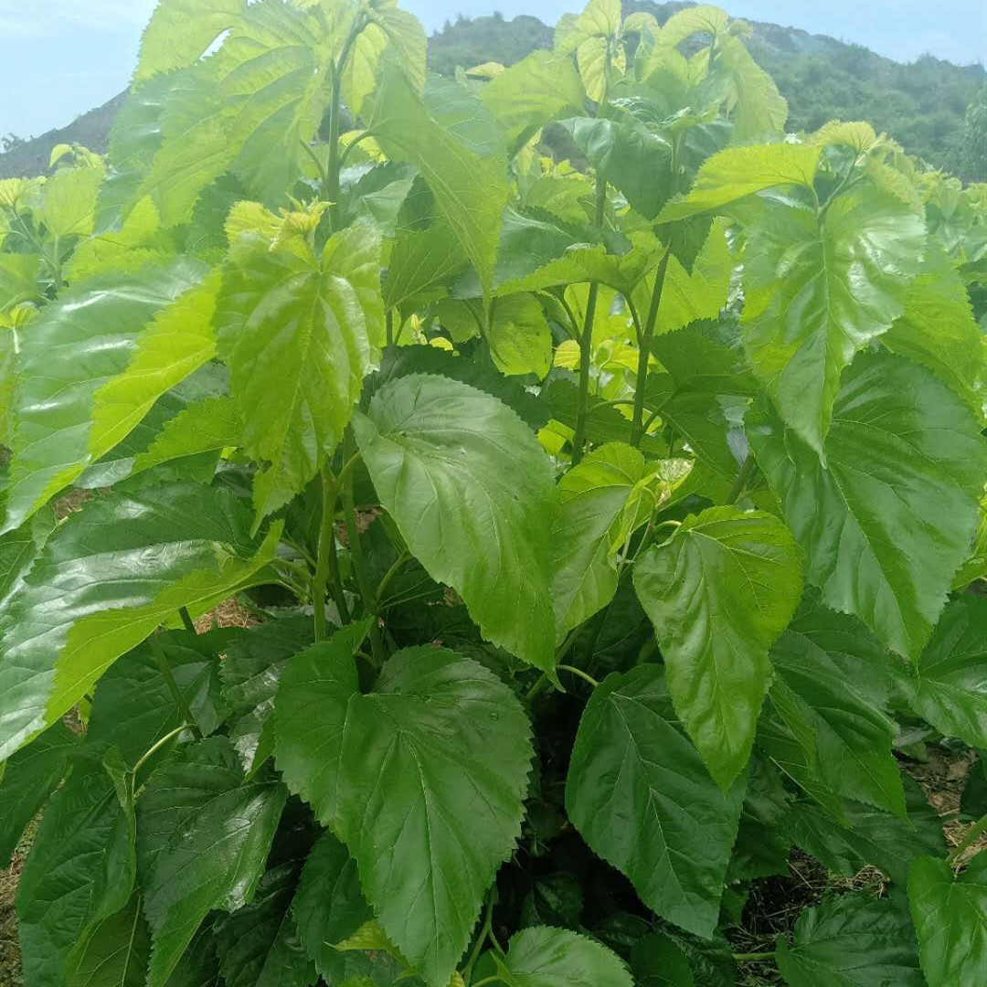 买2送1份桑叶新鲜包邮蚕宝宝食物蚕叶桑园当天现采现发成都发货