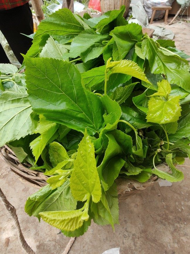 桑叶新鲜蚕宝宝