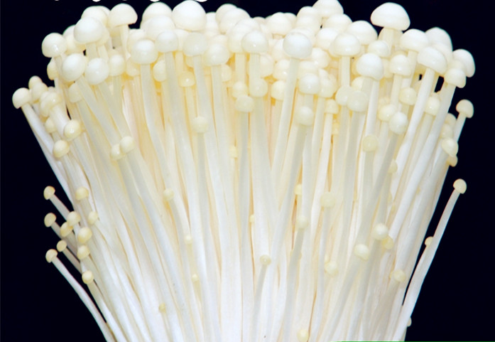 金针菇菌种母种原种试管种种子一级种栽培种白色黄色食用菌菌种