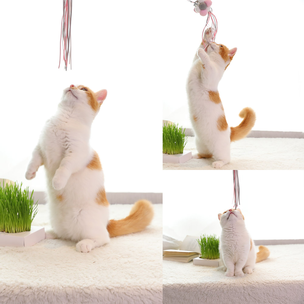 玩具伸缩逗猫仙女长杆猫咪解闷神器磨牙自嗨逗猫棒